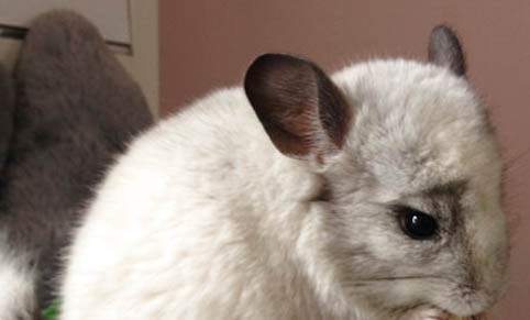 怎样确定龙猫认主人了
