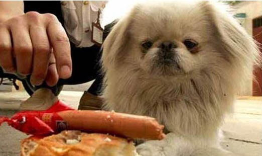 棉花面纱犬哪里有卖