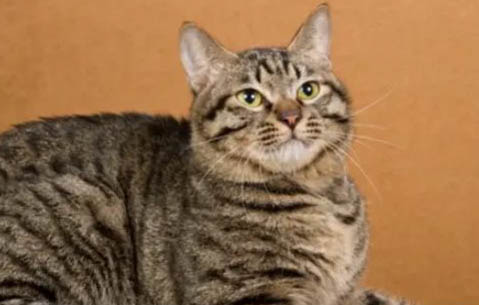 狸花猫的性格特点