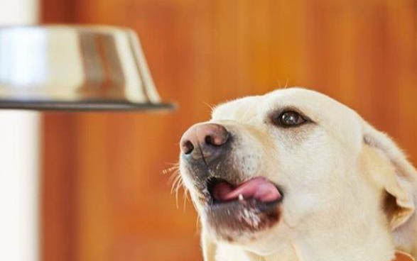 查理王犬什么颜色好看