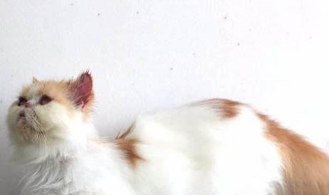 加菲猫总流泪怎么回事