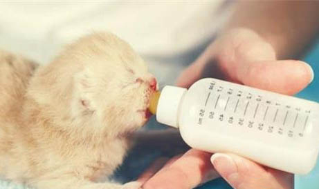 什么品种的猫粘人