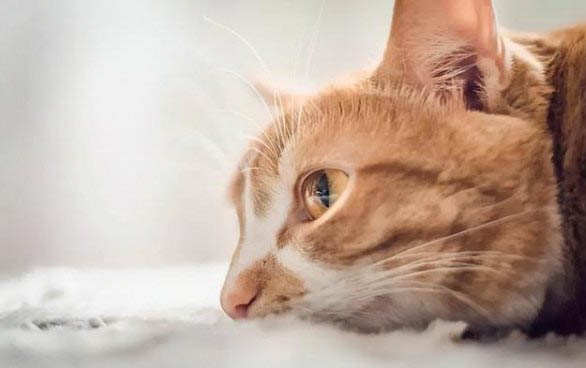 猫体温低炎症高拉肚子