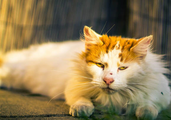 土耳其梵猫呕吐拉肚子的原因及处理方法