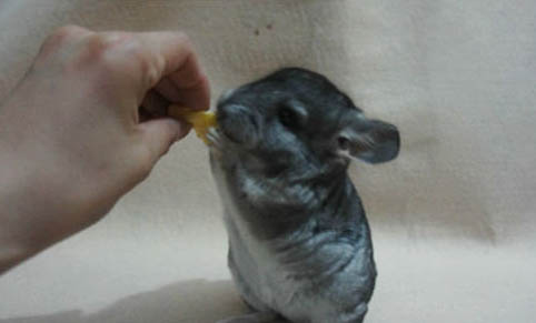 龙猫的饲养方法