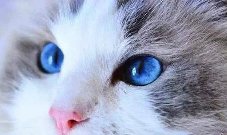 布偶猫价格多少钱一只幼猫