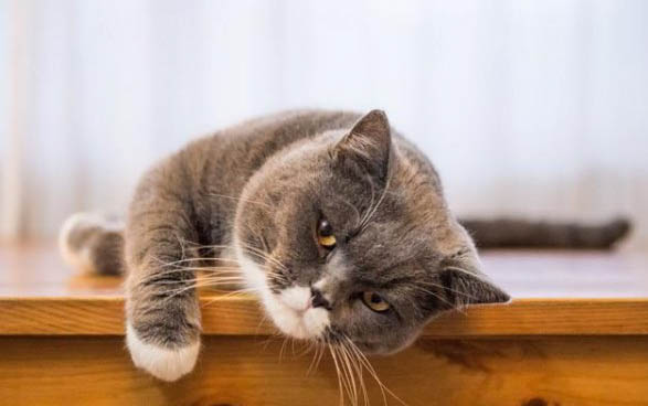 东方短毛猫舌头紫色的原因及处理方法