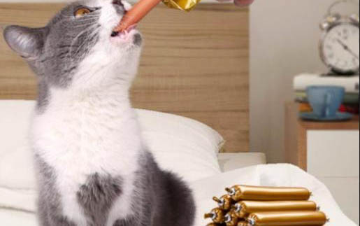 小猫被压吐血了还能活吗