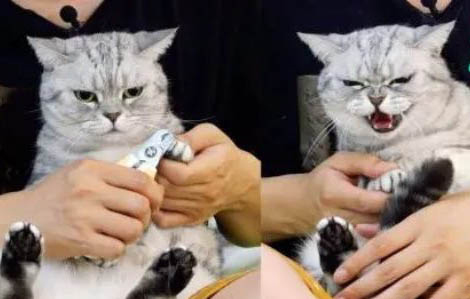 猫咪不流鼻涕就打喷嚏是怎么回事