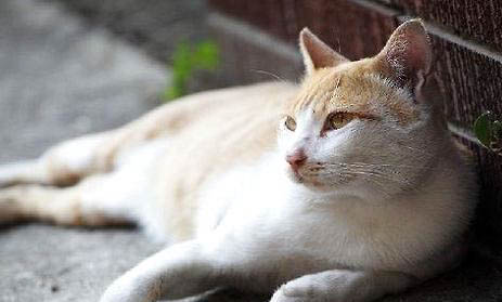 养猫对孩子的巨大危害有哪些