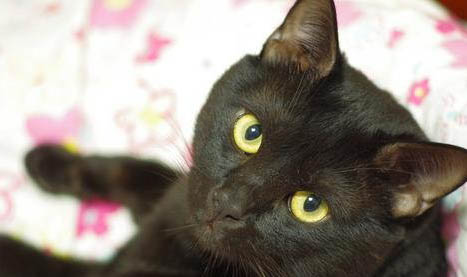 猫眼睛下面有黑色结痂怎么回事