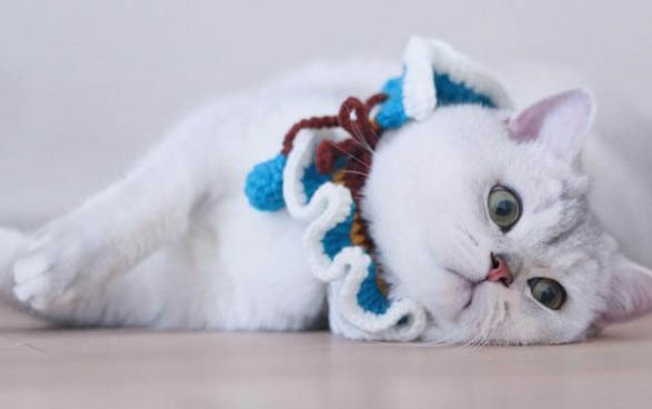 上海哪里有猫馆