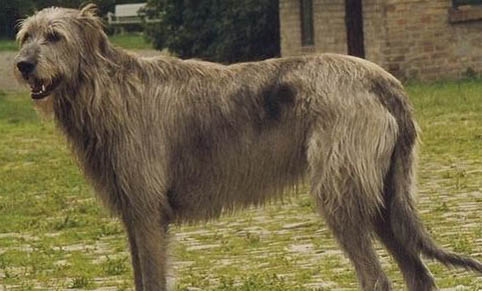 狗狗狂犬疫苗多少钱一针
