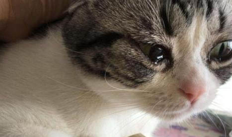 猫三个月可以吃罐头吗