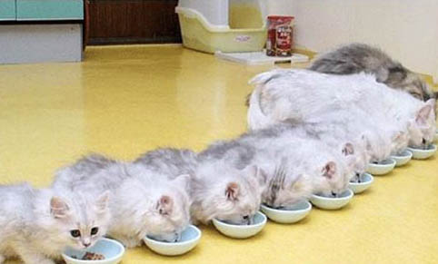 母猫怀孕多久会吐