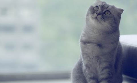 养猫怎么给家里杀虫？猫耳朵上有吸血的虫子怎么办
