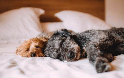 狗狗可以和人在一起睡觉吗？