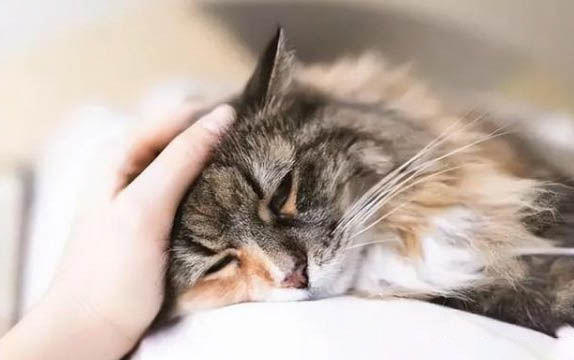 小猫生产过程需要注意什么？