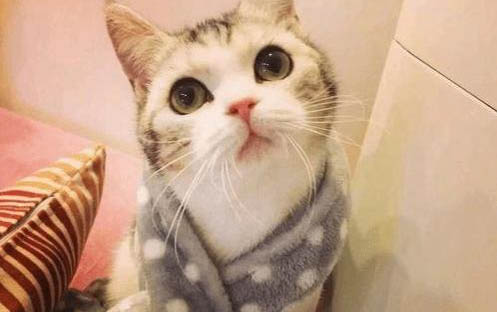 猫咪感冒几天能好猫咪感冒怎么办