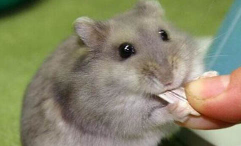 仓鼠能不能吃柚子