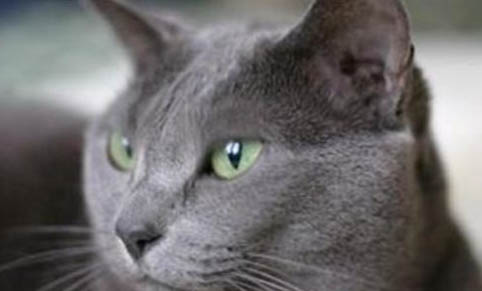 猫咪不能吃橘子吗