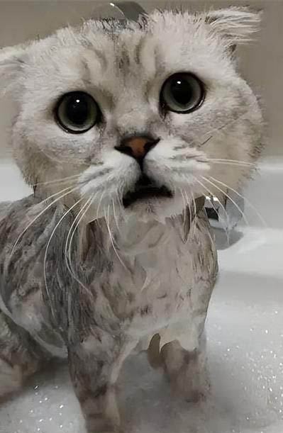 猫瘟发病周期是多久?