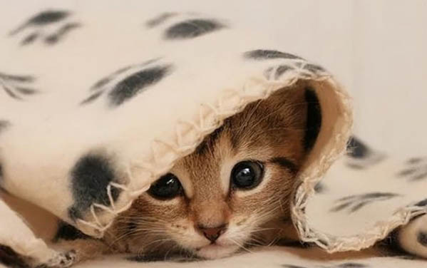 拜有利几个月的猫不可以用