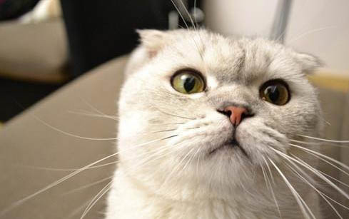 猫咪睡在猫砂盆里面是不是会感觉冷点