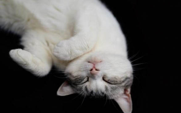 猫咪伤口发炎怎么处理
