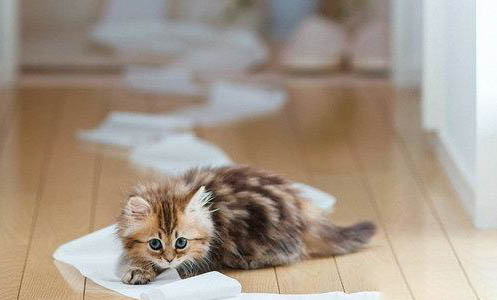 请问猫咪呕吐的原因及处理方法?