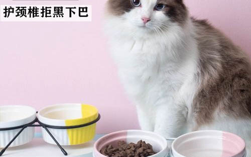 新手养猫前需要准备些什么？