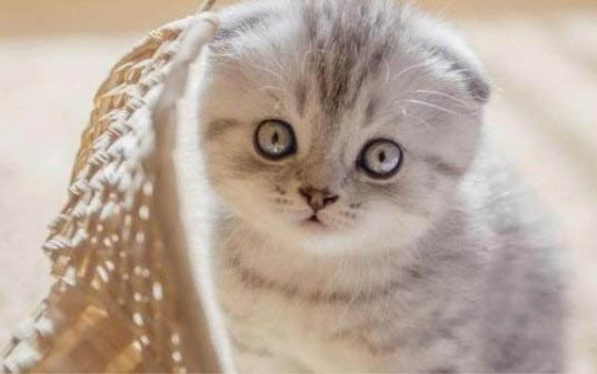 猫前腿站不起来了