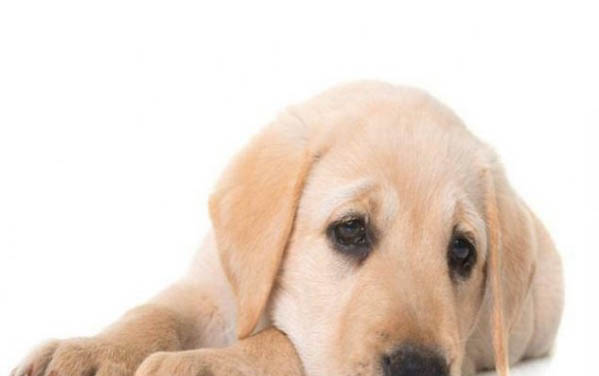 狗狗怎么知道发烧了