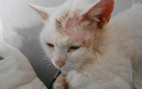 猫猫尿血的原因及处理方法