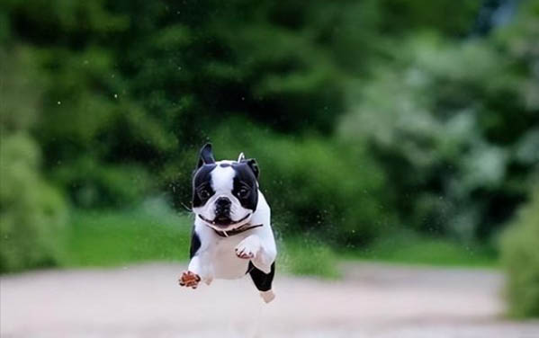 狗狗流产及难产的分析诊断