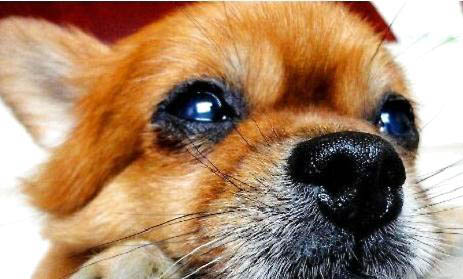 博美犬好不好养