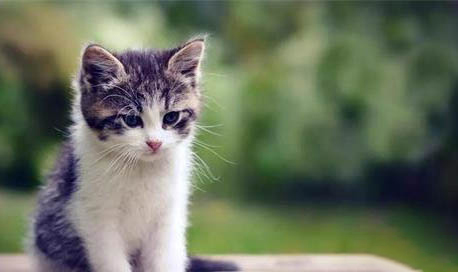猫能喝酒吗,给猫咪喝酒有什么危害