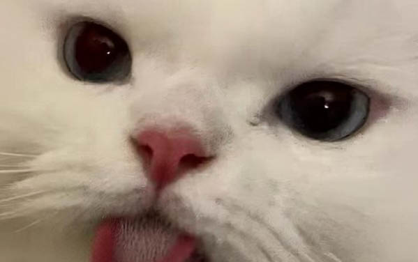 小猫呛奶症状