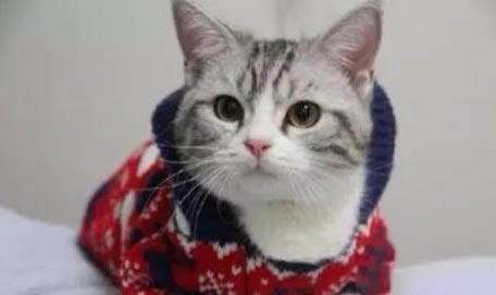猫可以吃虾仁吗