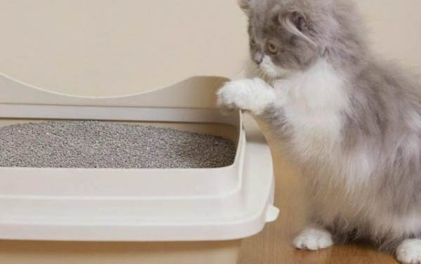 小猫打喷嚏流鼻涕怎么办?