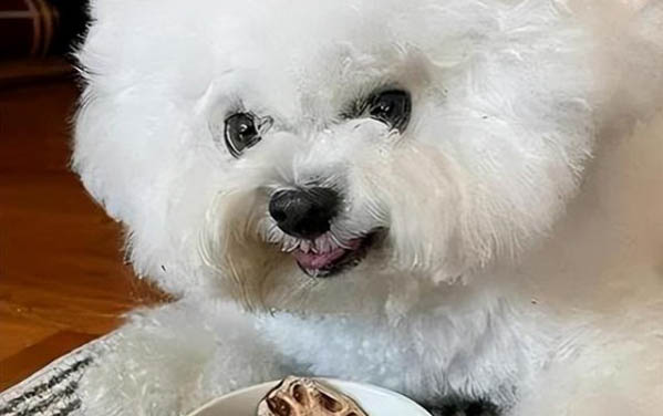 狗狗的寿命一般可以活多久