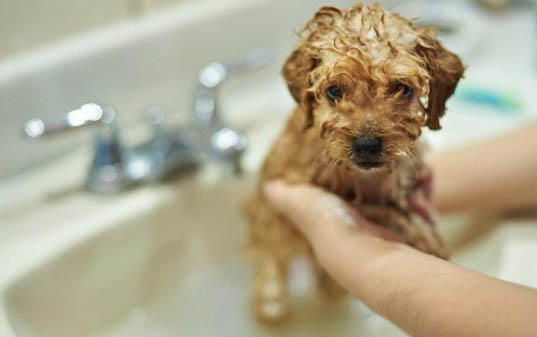 小狗几个月可以洗澡