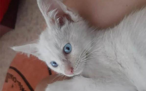 白毛蓝眼睛的猫都有哪些品种