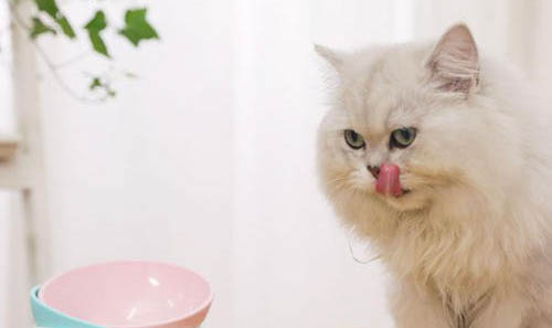 如何防止猫抓花盆土