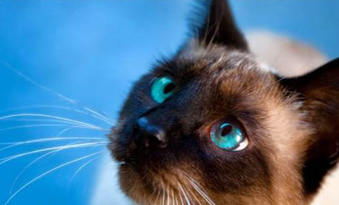 猫咪的黑下巴怎么治疗?