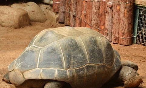 七彩乌龟可以活多久