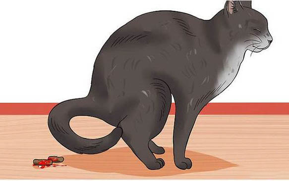 小猫可以喝牛奶么？