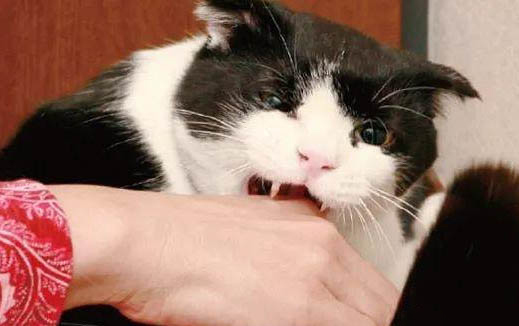 小猫拉黄水的原因及处理方法