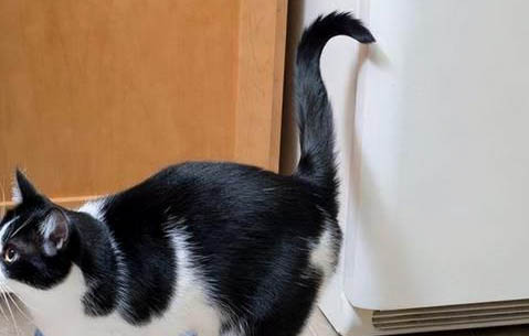 猫咪身上长跳蚤怎么能彻底去除