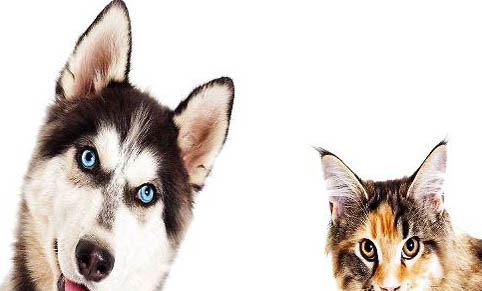 猫咪打解毒针后的症状